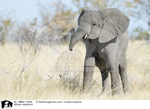 African elephant / MBS-11940