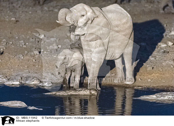 Afrikanische Elefanten / African elephants / MBS-11942