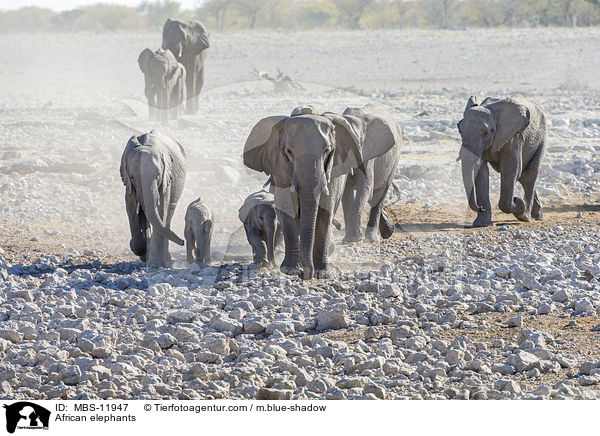 African elephants / MBS-11947