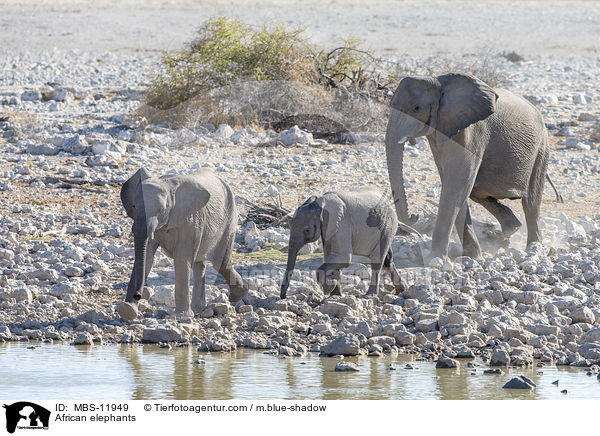 Afrikanische Elefanten / African elephants / MBS-11949