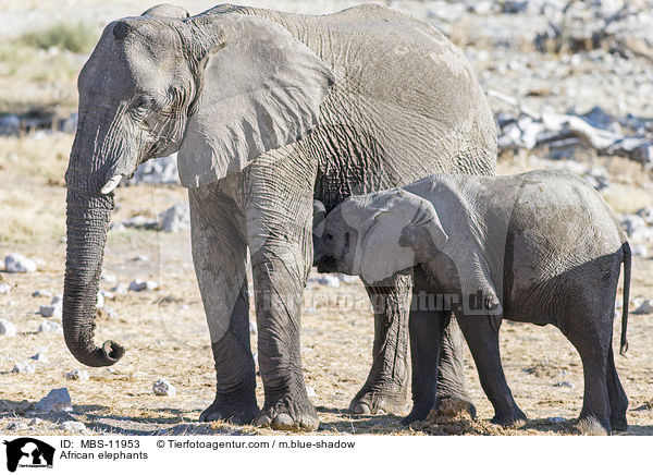 African elephants / MBS-11953