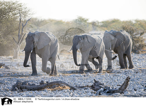 Afrikanische Elefanten / African elephants / MBS-11956