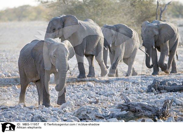 African elephants / MBS-11957