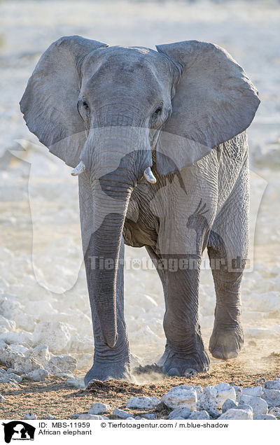 African elephant / MBS-11959