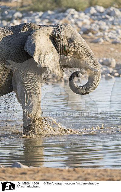 Afrikanischer Elefant / African elephant / MBS-11966