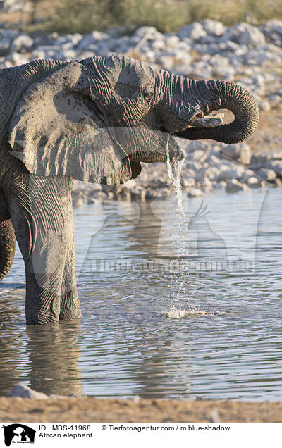 Afrikanischer Elefant / African elephant / MBS-11968