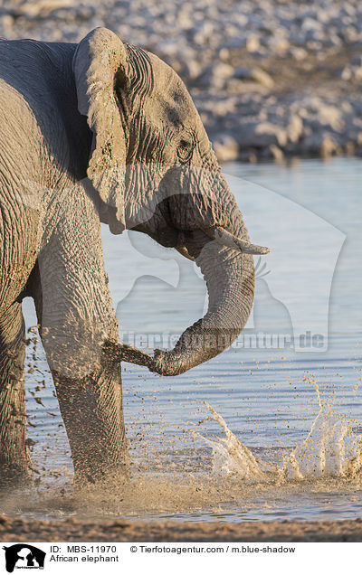 Afrikanischer Elefant / African elephant / MBS-11970