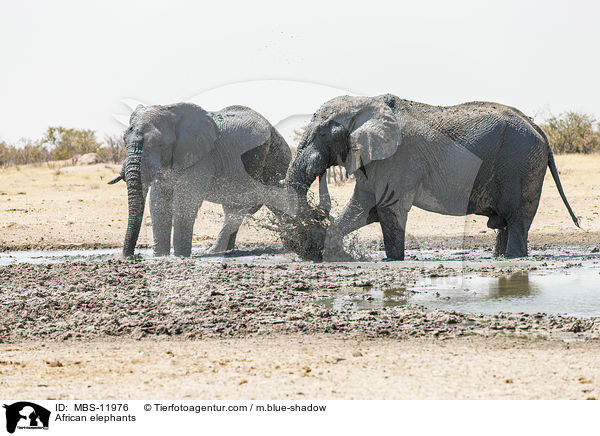 Afrikanische Elefanten / African elephants / MBS-11976