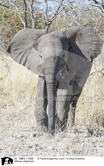 African elephant / MBS-11988