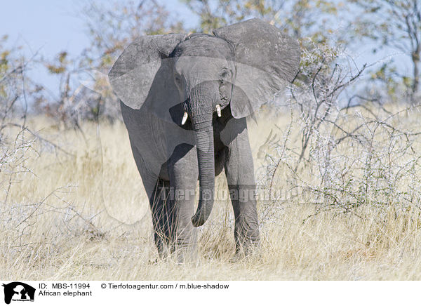 African elephant / MBS-11994