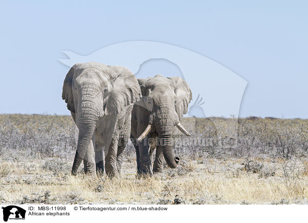 African elephants / MBS-11998