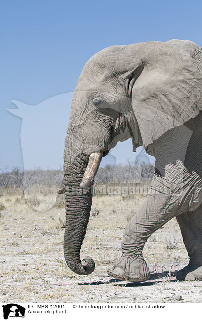 African elephant / MBS-12001