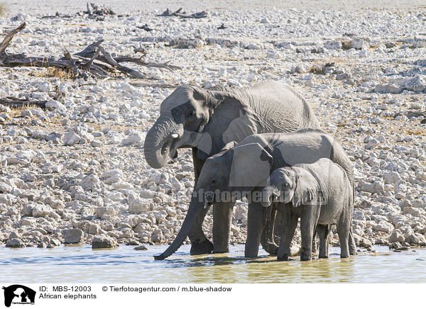 Afrikanische Elefanten / African elephants / MBS-12003