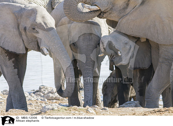 Afrikanische Elefanten / African elephants / MBS-12006