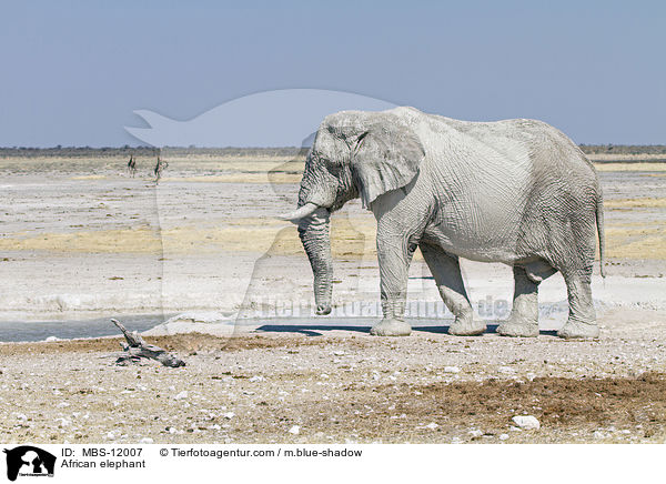 African elephant / MBS-12007