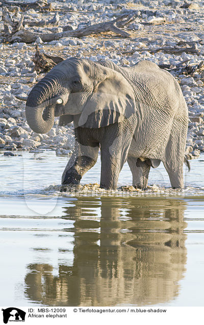 African elephant / MBS-12009