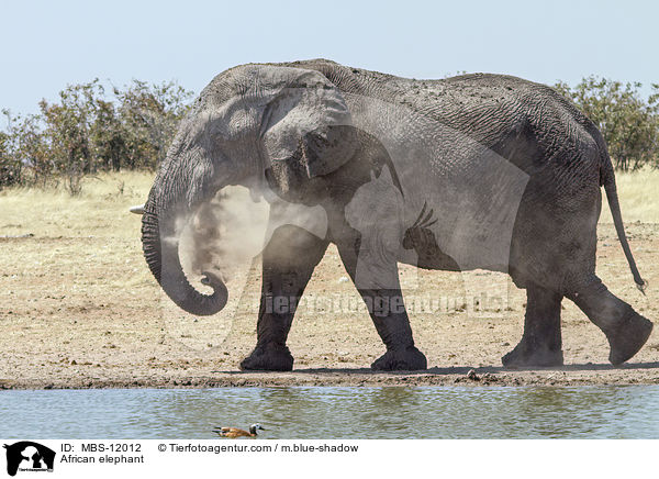 Afrikanischer Elefant / African elephant / MBS-12012