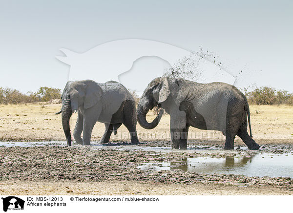 Afrikanische Elefanten / African elephants / MBS-12013