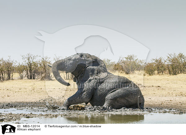Afrikanischer Elefant / African elephant / MBS-12014