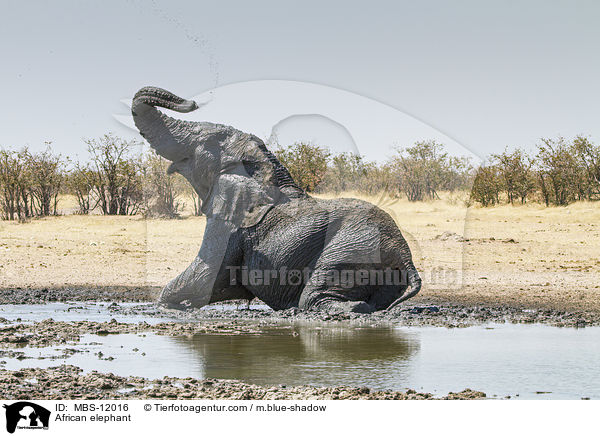 Afrikanischer Elefant / African elephant / MBS-12016