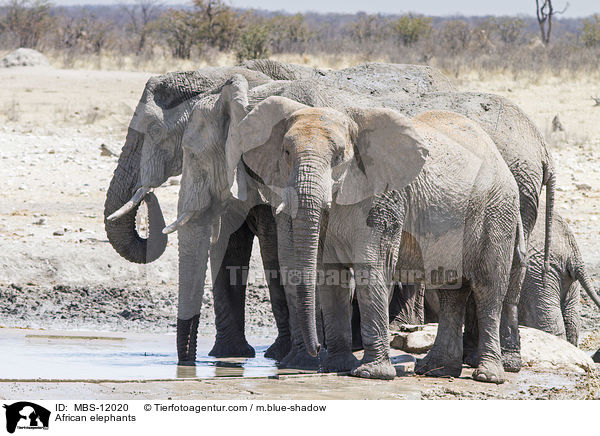 Afrikanische Elefanten / African elephants / MBS-12020