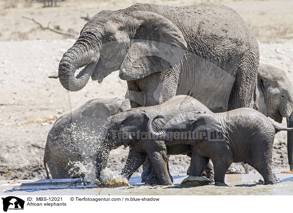 Afrikanische Elefanten / African elephants / MBS-12021