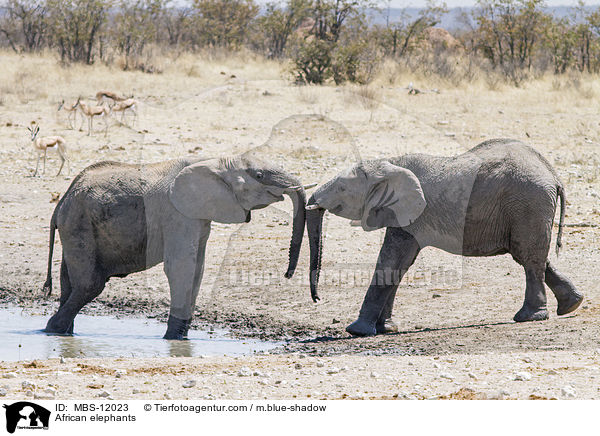 Afrikanische Elefanten / African elephants / MBS-12023