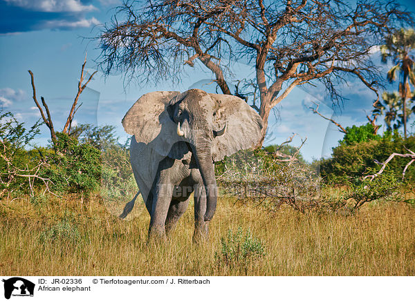 Afrikanischer Elefant / African elephant / JR-02336
