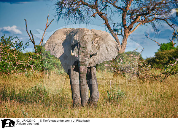 Afrikanischer Elefant / African elephant / JR-02340