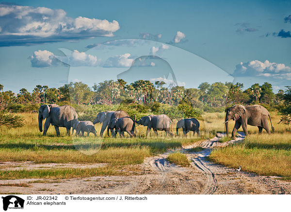 Afrikanische Elefanten / African elephants / JR-02342