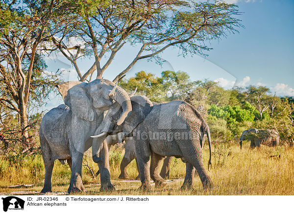 Afrikanische Elefanten / African elephants / JR-02346