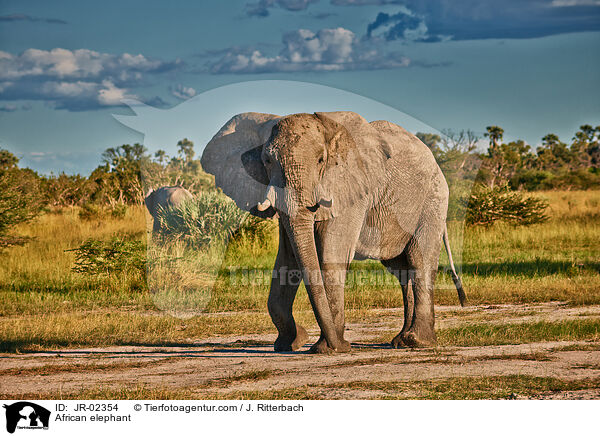 Afrikanischer Elefant / African elephant / JR-02354