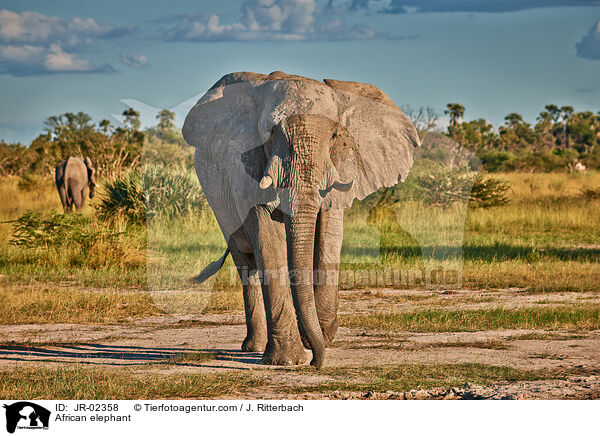Afrikanischer Elefant / African elephant / JR-02358