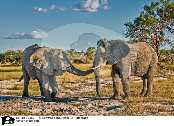 Afrikanische Elefanten / African elephants / JR-02367