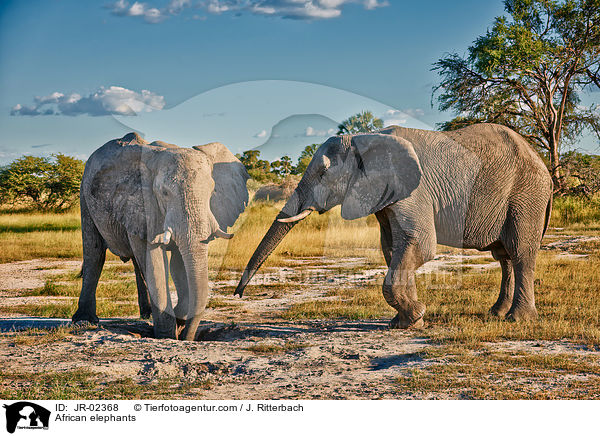 Afrikanische Elefanten / African elephants / JR-02368