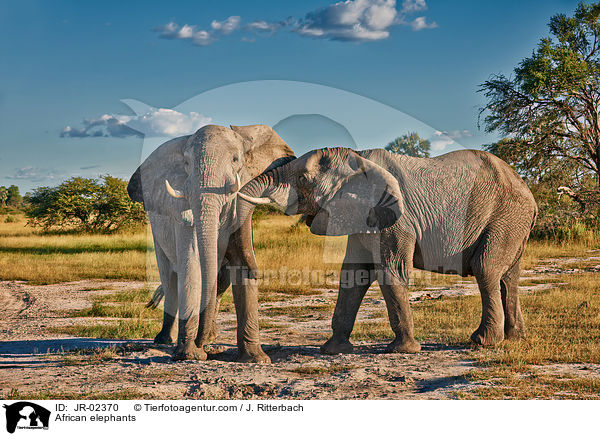 Afrikanische Elefanten / African elephants / JR-02370