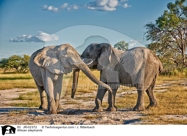 Afrikanische Elefanten / African elephants / JR-02372