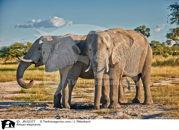 Afrikanische Elefanten / African elephants / JR-02377