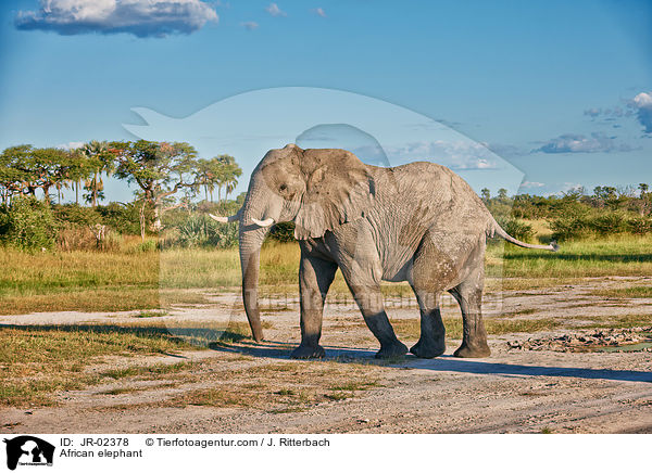 Afrikanischer Elefant / African elephant / JR-02378