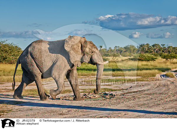 Afrikanischer Elefant / African elephant / JR-02379