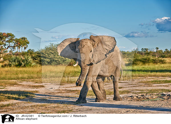 Afrikanischer Elefant / African elephant / JR-02381