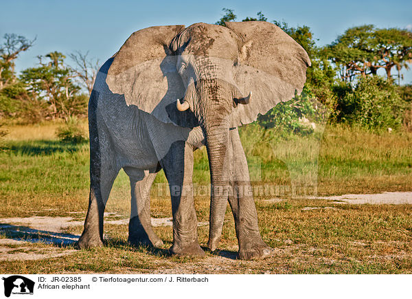 Afrikanischer Elefant / African elephant / JR-02385