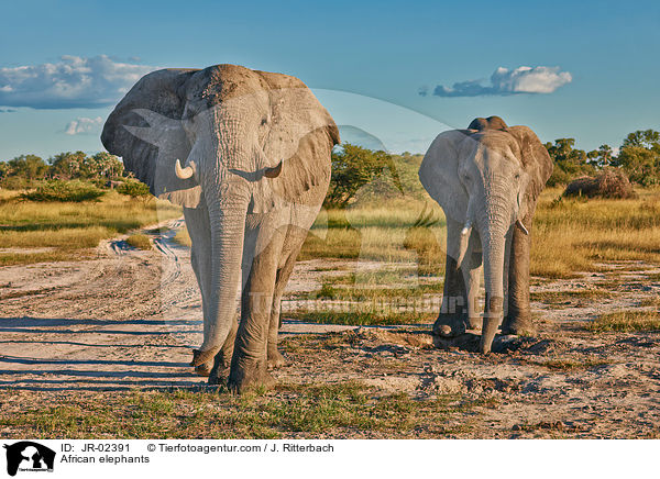 Afrikanische Elefanten / African elephants / JR-02391