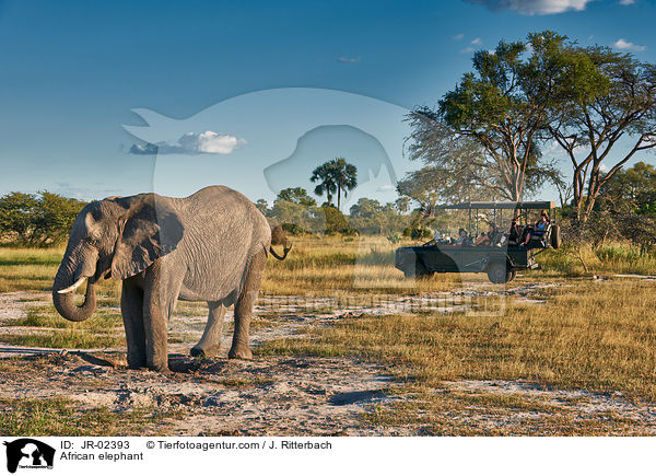 African elephant / JR-02393