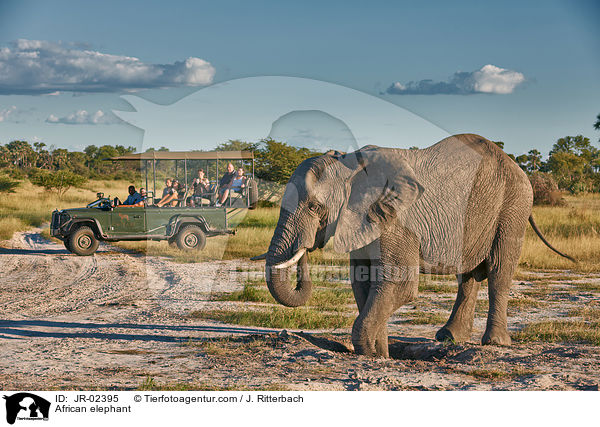 Afrikanischer Elefant / African elephant / JR-02395