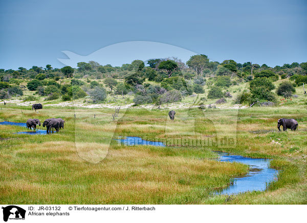 Afrikanische Elefanten / African elephants / JR-03132