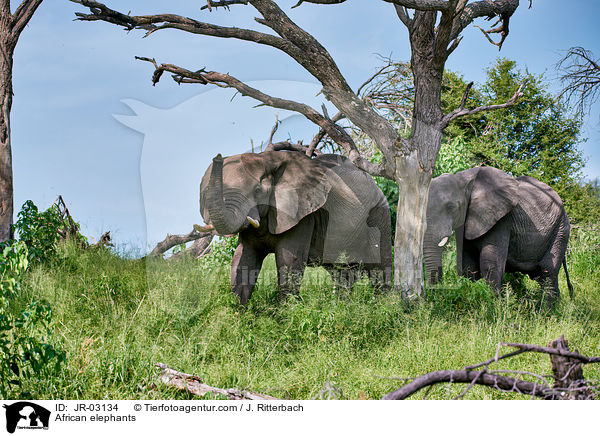 Afrikanische Elefanten / African elephants / JR-03134