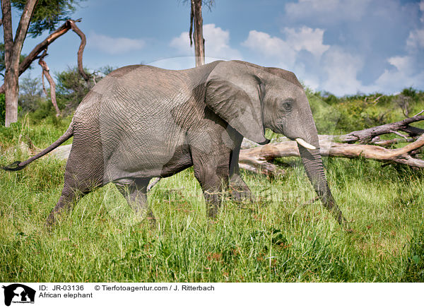 African elephant / JR-03136