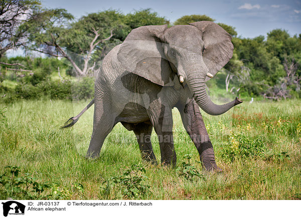 Afrikanischer Elefant / African elephant / JR-03137