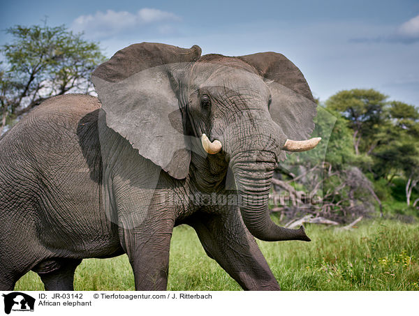 Afrikanischer Elefant / African elephant / JR-03142